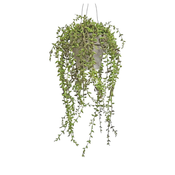 Hanging Potted Senecio 30cm Pack of 6