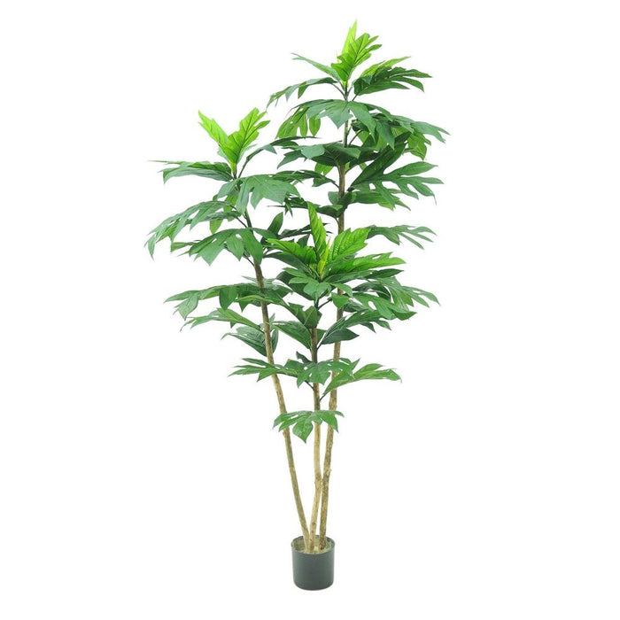Artocarpus Tree 155cm