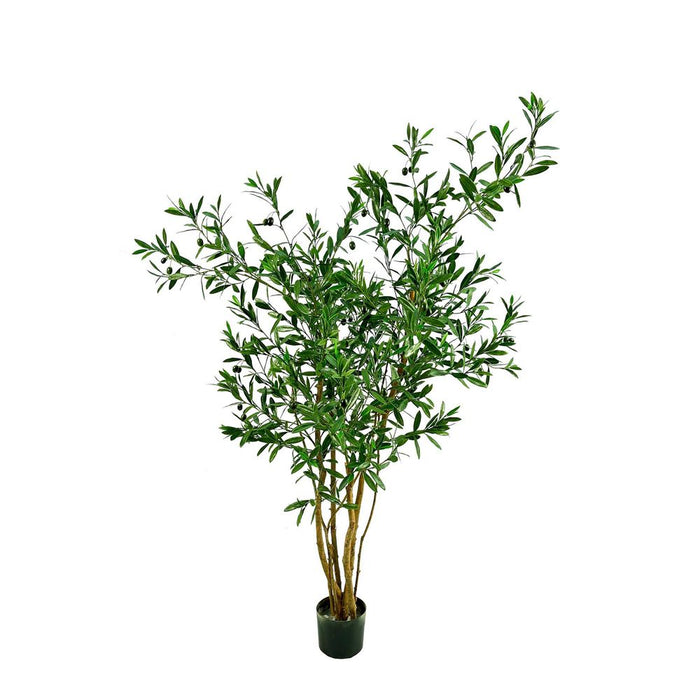 Olive Tree 120cm