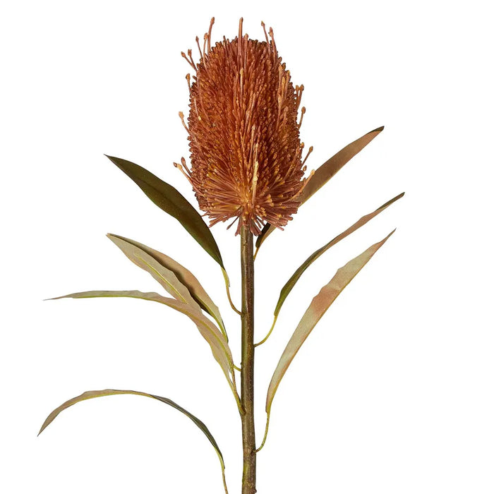 Dried Look Banksia Stem Tan 56cm Pack of 12