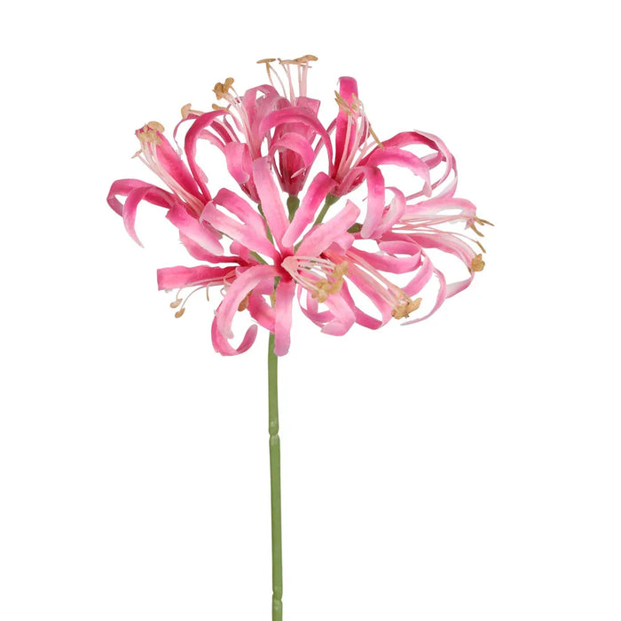 Nerine Lily Stem Pink 61cm Pack of 12