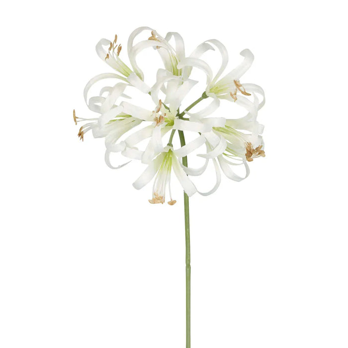 Nerine Lily Stem White 61cm Pack of 12