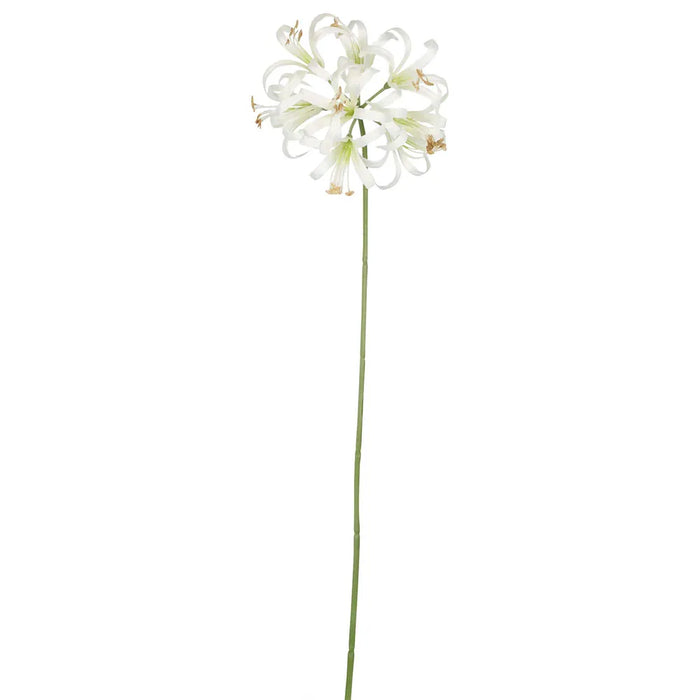 Nerine Lily Stem White 61cm Pack of 12