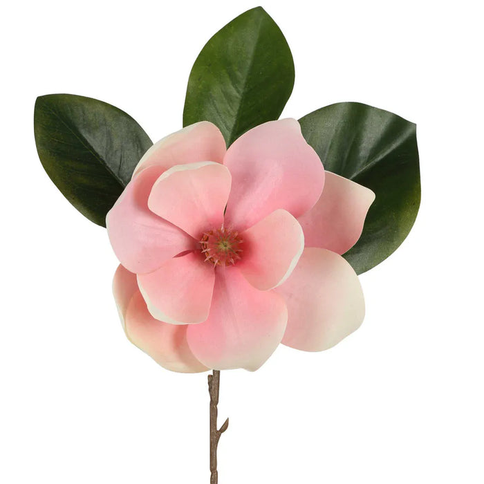 Soulangiana Magnolia Stem Pink 60cm Pack of 12