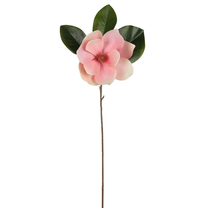 Soulangiana Magnolia Stem Pink 60cm Pack of 12