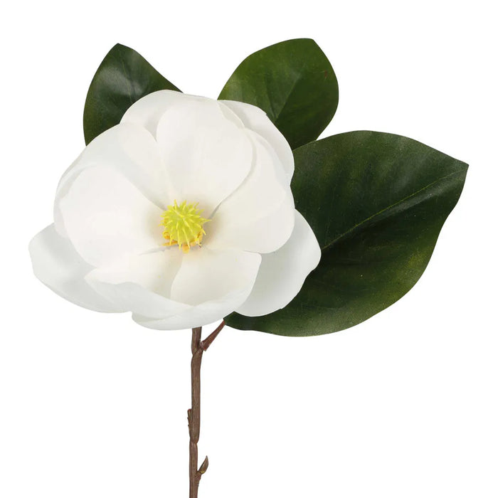 Soulangiana Magnolia Stem White 60cm Pack of 12