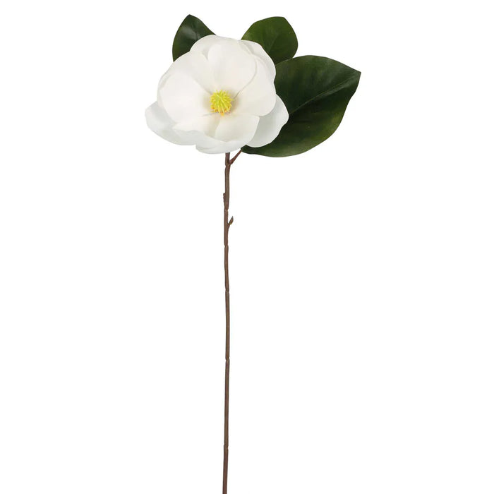 Soulangiana Magnolia Stem White 60cm Pack of 12