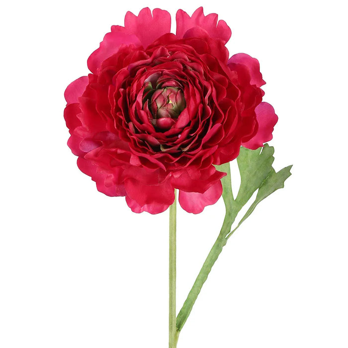 Ranunculus Stem Dark Pink 56cm Pack of 12