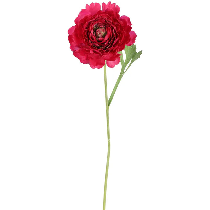 Ranunculus Stem Dark Pink 56cm Pack of 12