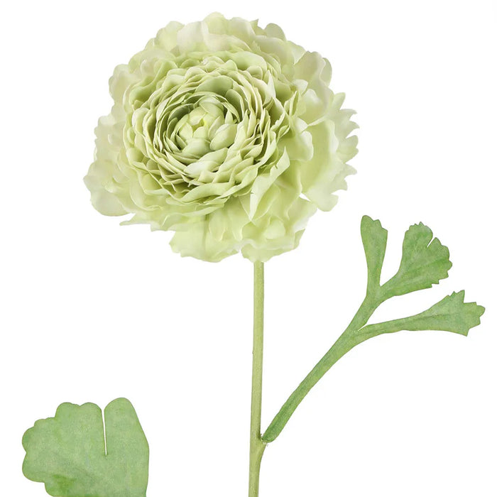 Ranunculus Stem Green 56cm Pack of 12