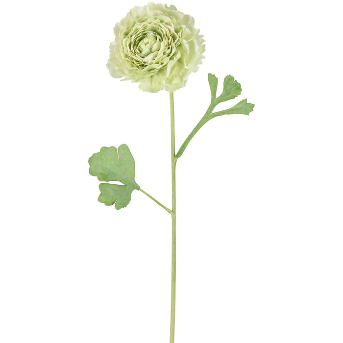 Ranunculus Stem Green 56cm Pack of 12