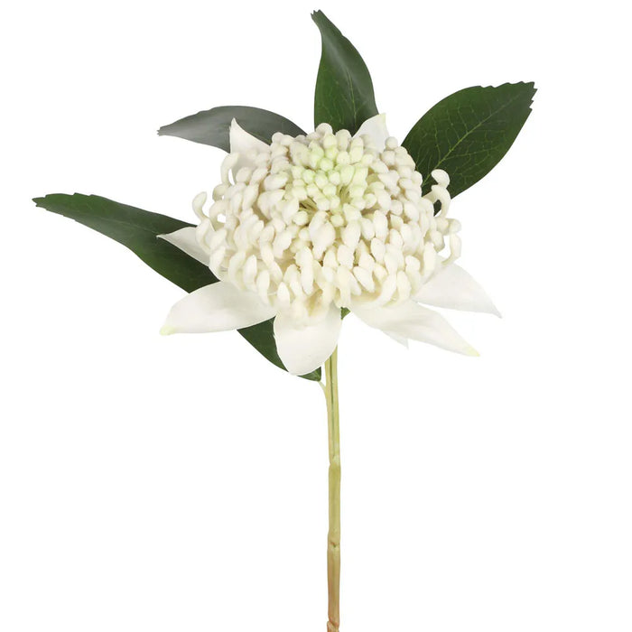 Waratah Stem White 50cm Pack of 12