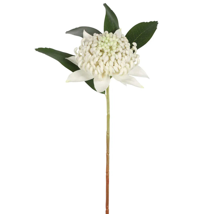 Waratah Stem White 50cm Pack of 12