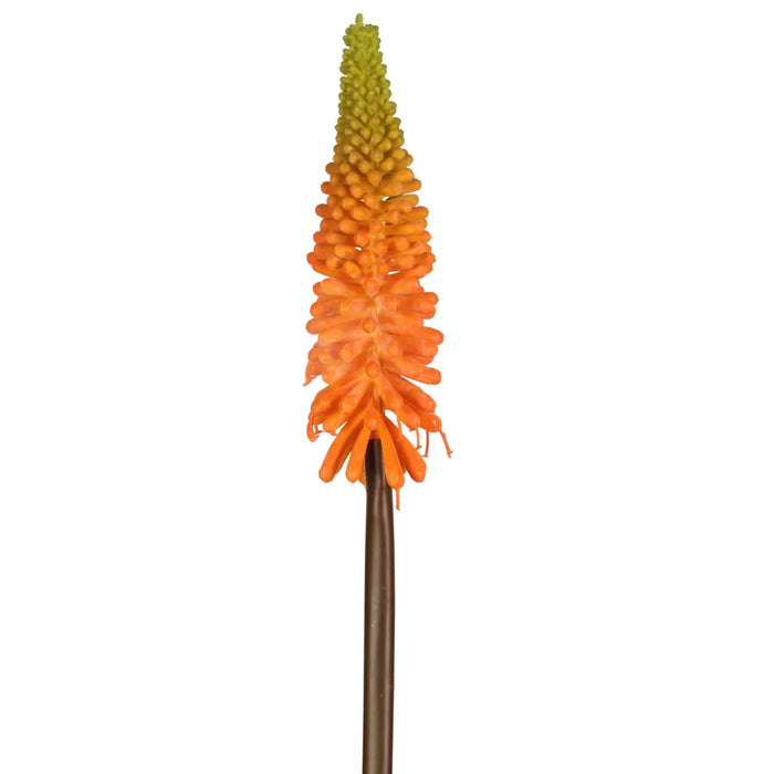 Red Hot Poker Stem Orange 69cm Pack of 12