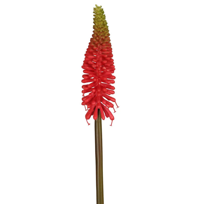 Red Hot Poker Stem Red 69cm Pack of 12