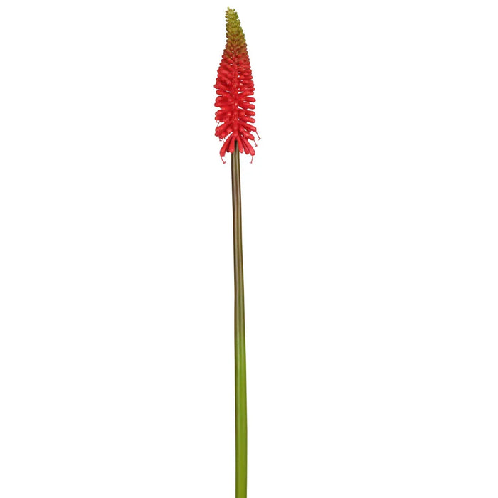 Red Hot Poker Stem Red 69cm Pack of 12