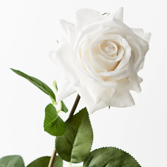 Rose Hannah Winter White 75cm Pack of 12