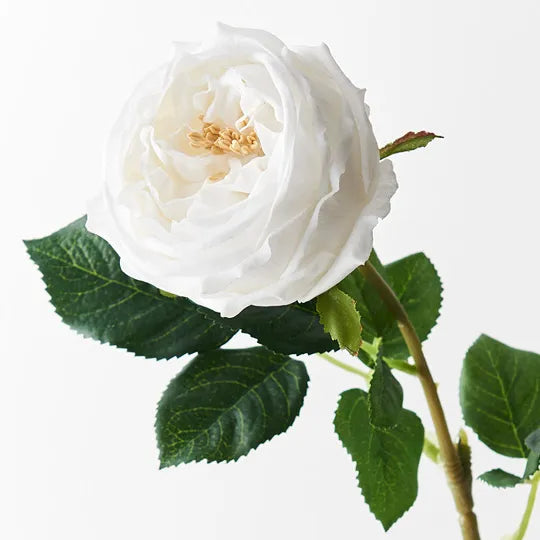 Rose Austin Winter White 72cm Pack of 12