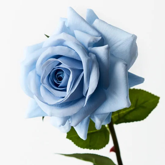 Rose Hannah Ice Blue 75cm Pack of 12