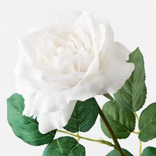 Rose Astrid Winter White 65cm Pack of 12