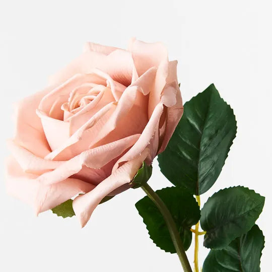 Rose Clara Blush Pink 60cm Pack of 12