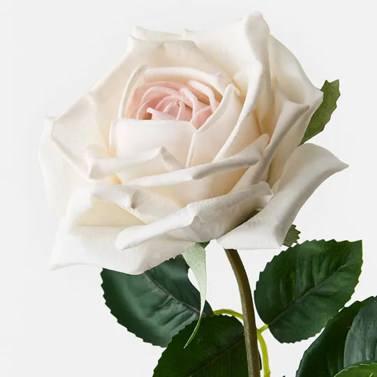 Rose Clara Ivory White 60cm Pack of 12