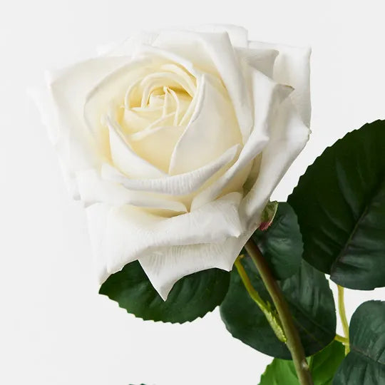 Rose Clara White 60cm Pack of 12