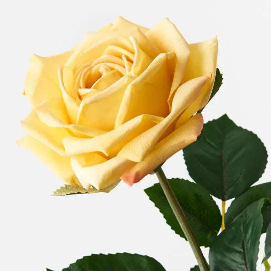 Rose Clara Yellow 60cm Pack of 12