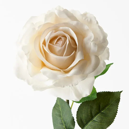 Rose Holly Ivory White 78cm Pack of 12