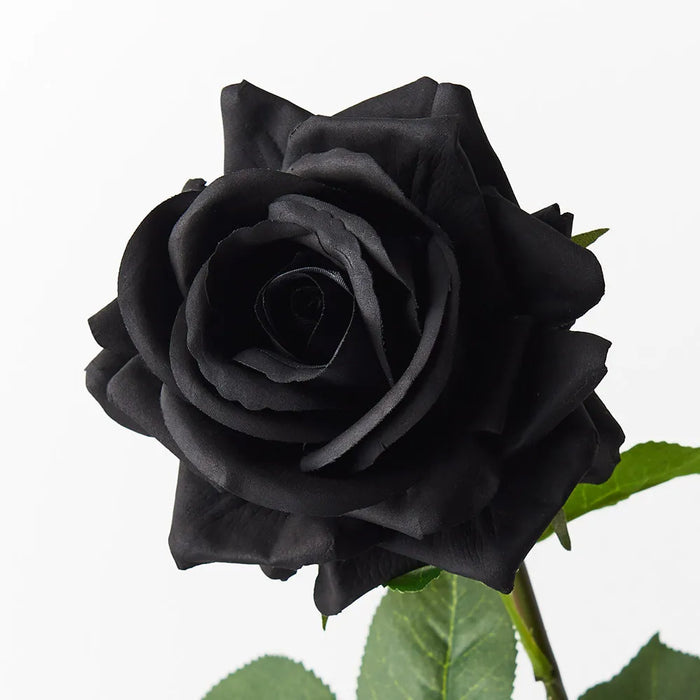 Rose Hannah Black 75cm Pack of 12