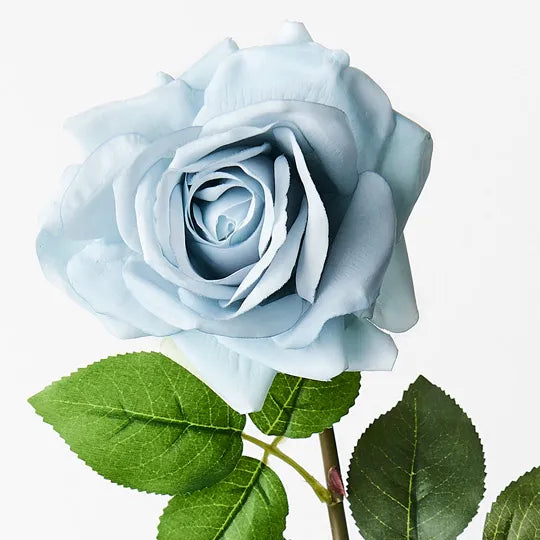 Rose Hannah French Blue 75cm Pack of 12