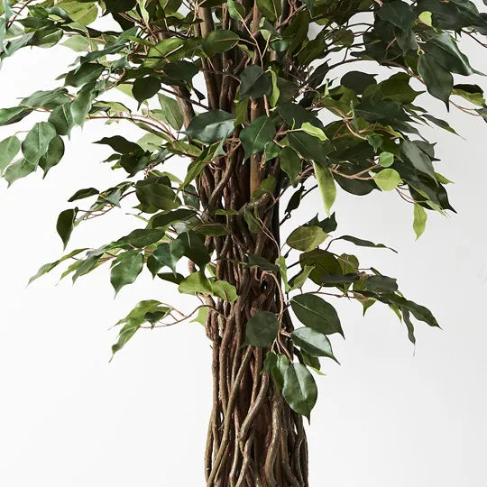 Ficus Royal Tree Green 180cm Pack of 2