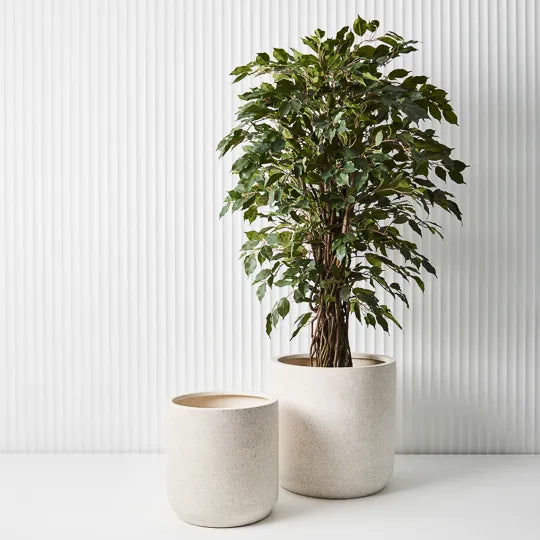 Ficus Royal Tree Green 180cm Pack of 2