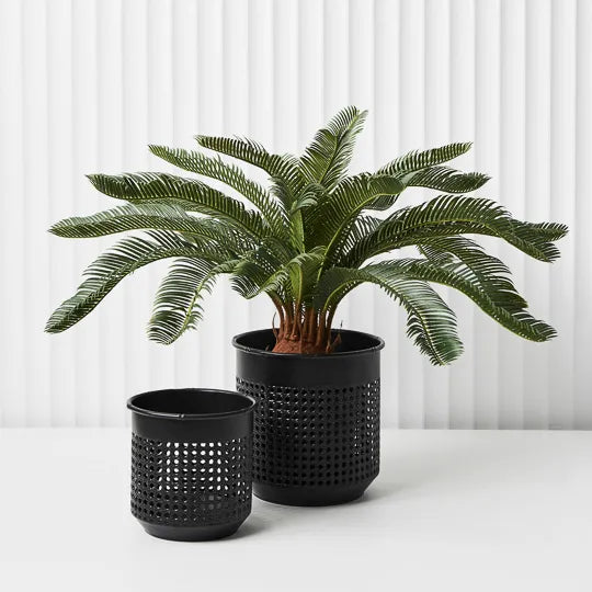 Palm Cycad Green 60cm Pack of 2