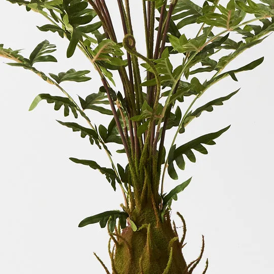 Fern Royal Plant 100cm Set of 2