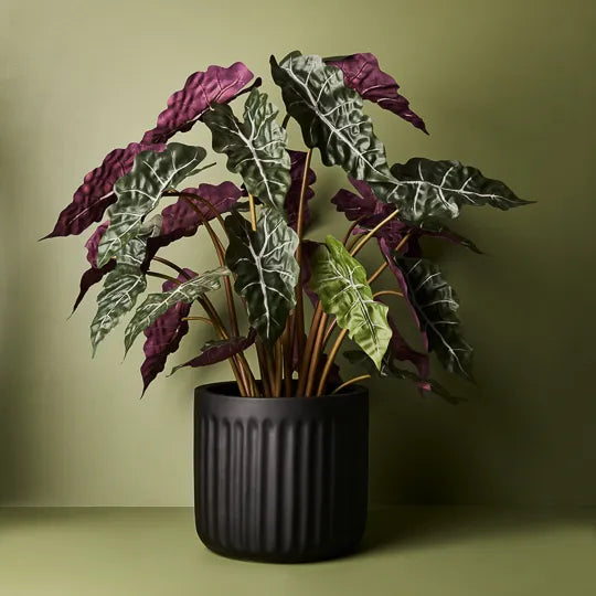 Alocasia Plant Dark Green 80cm Set of 2