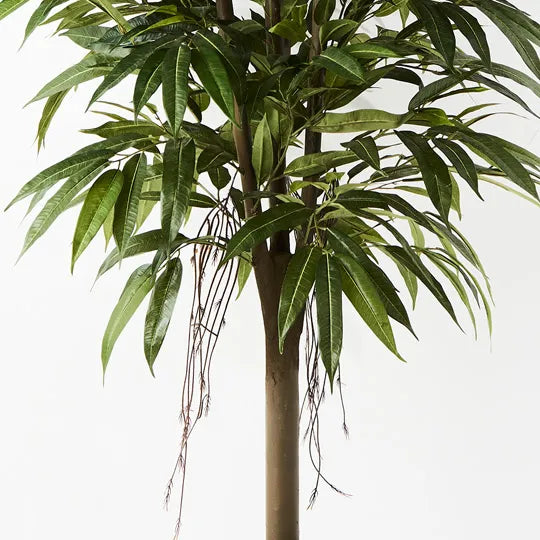 Longifolia Tree 180cm Pack of 2