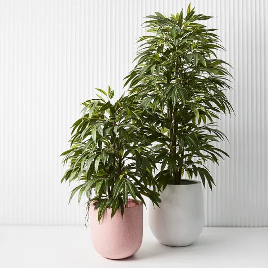 Longifolia Tree 180cm Pack of 2