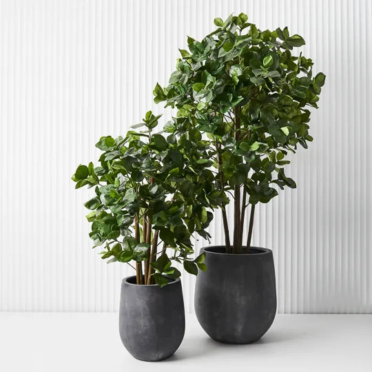 Clusia Tree 180cm Pack of 2