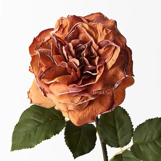 Rose Queen Livia Burnt Orange 65cm Pack of 12