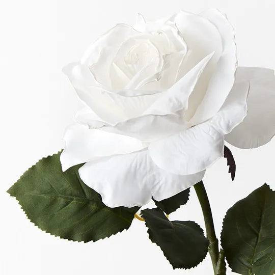 Rose Livia White 65cm Pack of 12