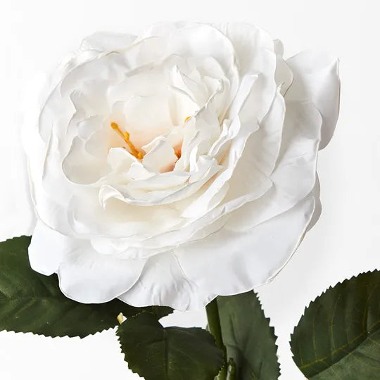 Rose Queen Livia White 65cm Pack of 12