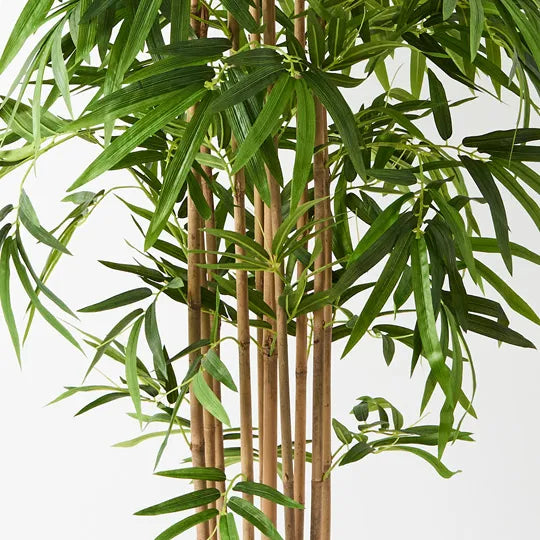 Bamboo Golden Plant 150cm Set of 2