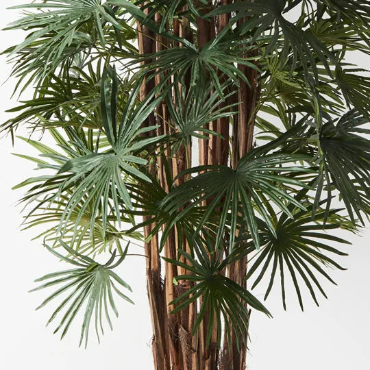 Palm Rhapis Green 150cm Pack of 2