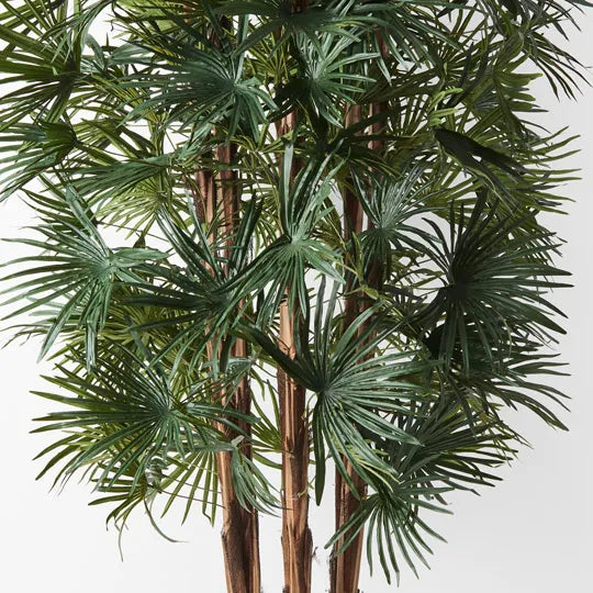 Palm Rhapis Green 180cm Pack of 2