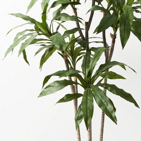 Dracaena Plant Green 150cm Pack of 2