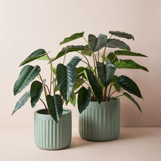 Philodendron Plant Green 80cm Pack of 2