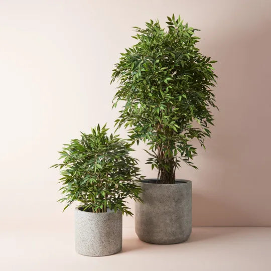 Ruscus Tree Green 90cm Pack of 2