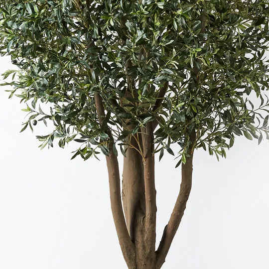 Olive Tree Green 300cm H
