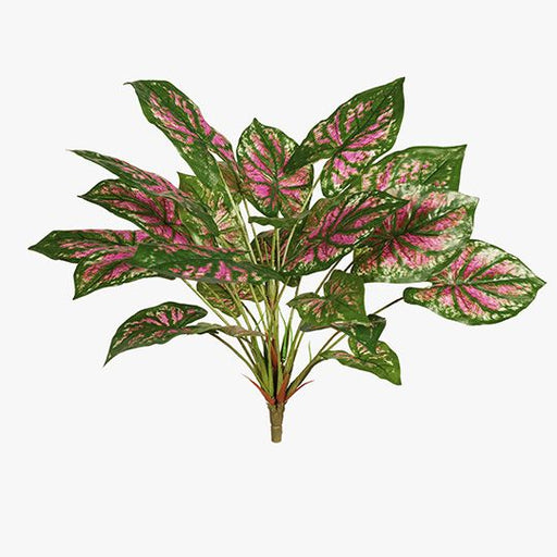 Caladium Bush Pink Green 40cm Pack of 6
